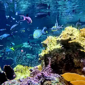 Cité de la Mer à Cherbourg-en-Cotentin